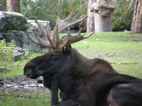 Смотреть фото Самые рогатые животные Фото Самые рогатые животные