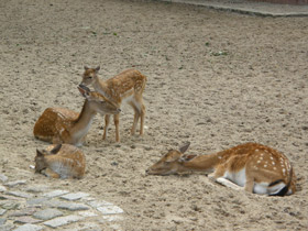 Смотреть фото Лань Фото Лань