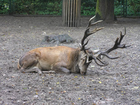 Смотреть фото Благородный олень Фото Благородный олень