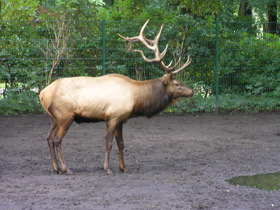 Смотреть фото Благородный олень Фото Благородный олень