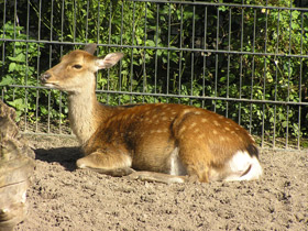 Смотреть фото Пятнистый олень Фото Пятнистый олень