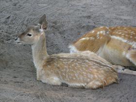 Фото Иранская лань
