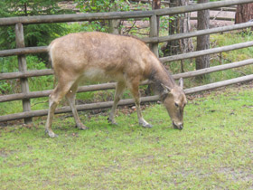 Смотреть фото Олень Давида Фото Олень Давида