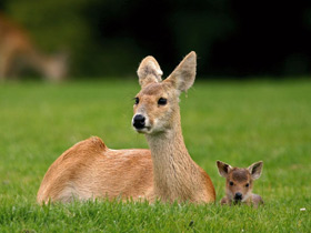 Фото Водяной олень