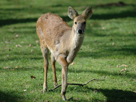 Фото Водяной олень
