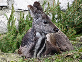 Фото Кабарга