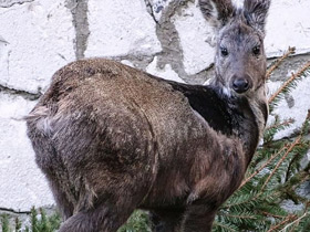 Фото Кабарга