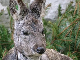 Фото Кабарга