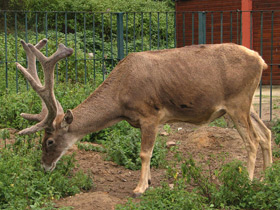 Фото Беломордый олень: шоу полковника Пржевальского