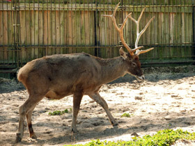 Фото Беломордый олень: шоу полковника Пржевальского