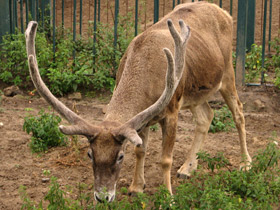 Фото Беломордый олень: шоу полковника Пржевальского