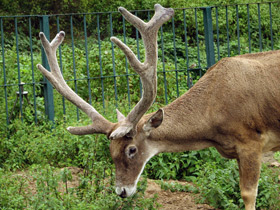 Фото Беломордый олень: шоу полковника Пржевальского