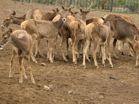 Фото Беломордый олень: шоу полковника Пржевальского