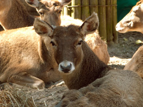 Фото Беломордый олень: шоу полковника Пржевальского