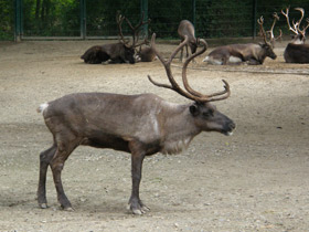 Смотреть фото Животные - символы Фото Животные - символы