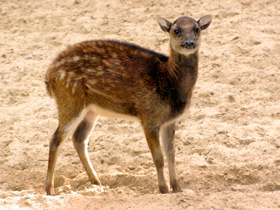 Смотреть фото Филиппинский пятнистый олень Фото Филиппинский пятнистый олень