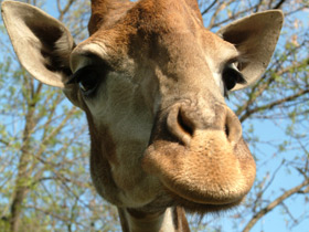 Смотреть фото Жираф Фото Жираф