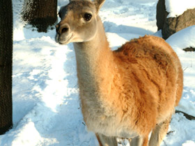 Фото Гуанако