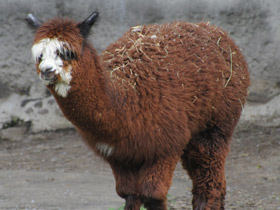 Смотреть фото Альпака Фото Альпака