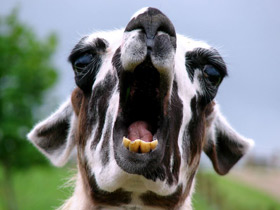 Смотреть фото Альпака Фото Альпака