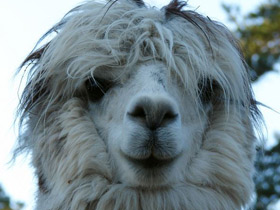 Смотреть фото Альпака Фото Альпака