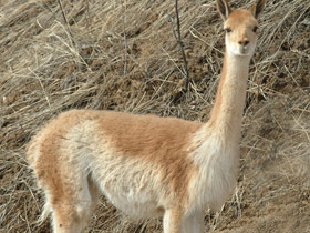 Фото Викунья