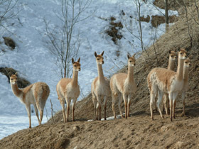 Фото Викунья