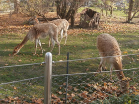 Фото Викунья