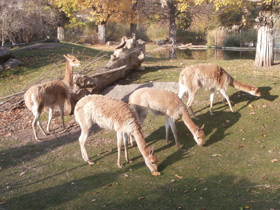 Фото Викунья