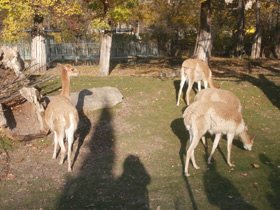 Фото Викунья