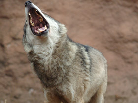 Фото Среднерусские лесные и степные волки