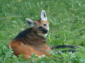 Смотреть фото Гривистый волк Фото Гривистый волк