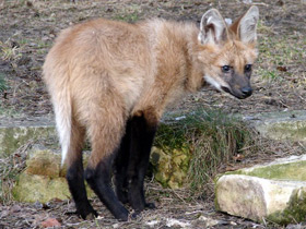 Смотреть фото Гривистый волк Фото Гривистый волк