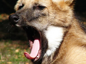 Смотреть фото Гривистый волк Фото Гривистый волк