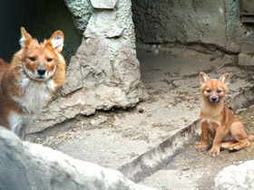 Смотреть фото Красный волк Фото Красный волк