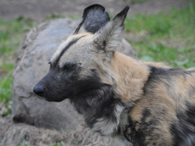 Фото Гиеновая собака