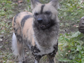 Фото Гиеновая собака