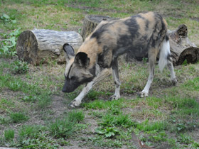 Фото Гиеновая собака
