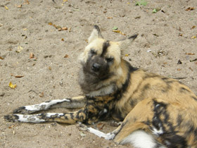 Фото Гиеновая собака