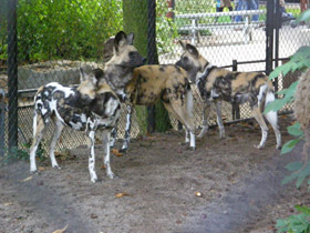 Фото Гиеновая собака