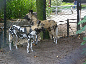 Фото Гиеновая собака