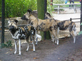 Фото Гиеновая собака