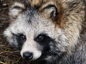 Смотреть фото Животные - символы Фото Животные - символы