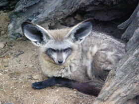 Смотреть фото Большеухая лисица Фото Большеухая лисица