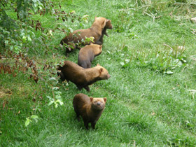 Фото Кустарниковая  собака