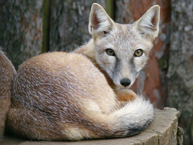 Фото Корсак