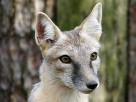 Фото Корсак