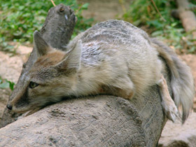 Фото Корсак