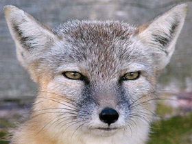 Фото Корсак