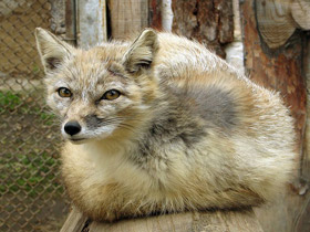 Фото Корсак